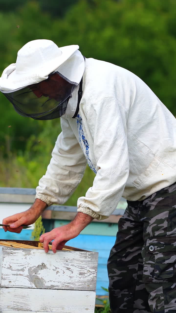 Hardworking beekeeper checks beehives in an apiary. Man in protective white uniform at garden with many beehives. Vertical video
