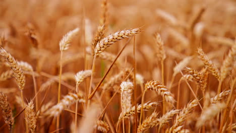 view of ripening wheat field. close up of yellow wheat plants in field