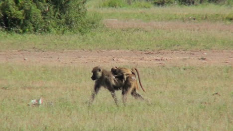 Eine-Pavianmutter-Trägt-Ihr-Baby-Durch-Die-Savanne-In-Afrika