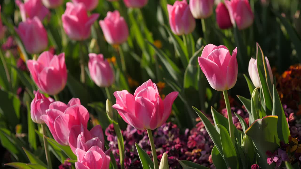 A vivid close-up of blooming pink tulips bathed in warm sunlight, capturing early spring's vibrant hues and serene beauty. The lush garden bursts with color and life