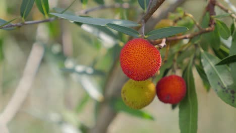 Backgrounds-titles,-defocused,-red-fruits,-yellow,-forest-nature