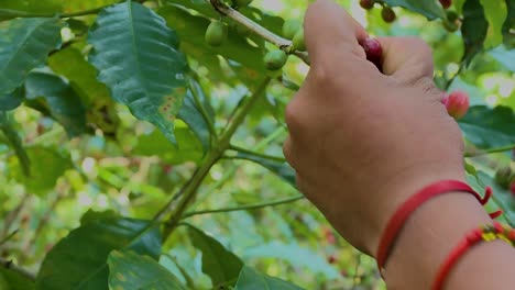 Selecting-coffee-cherries-by-hand