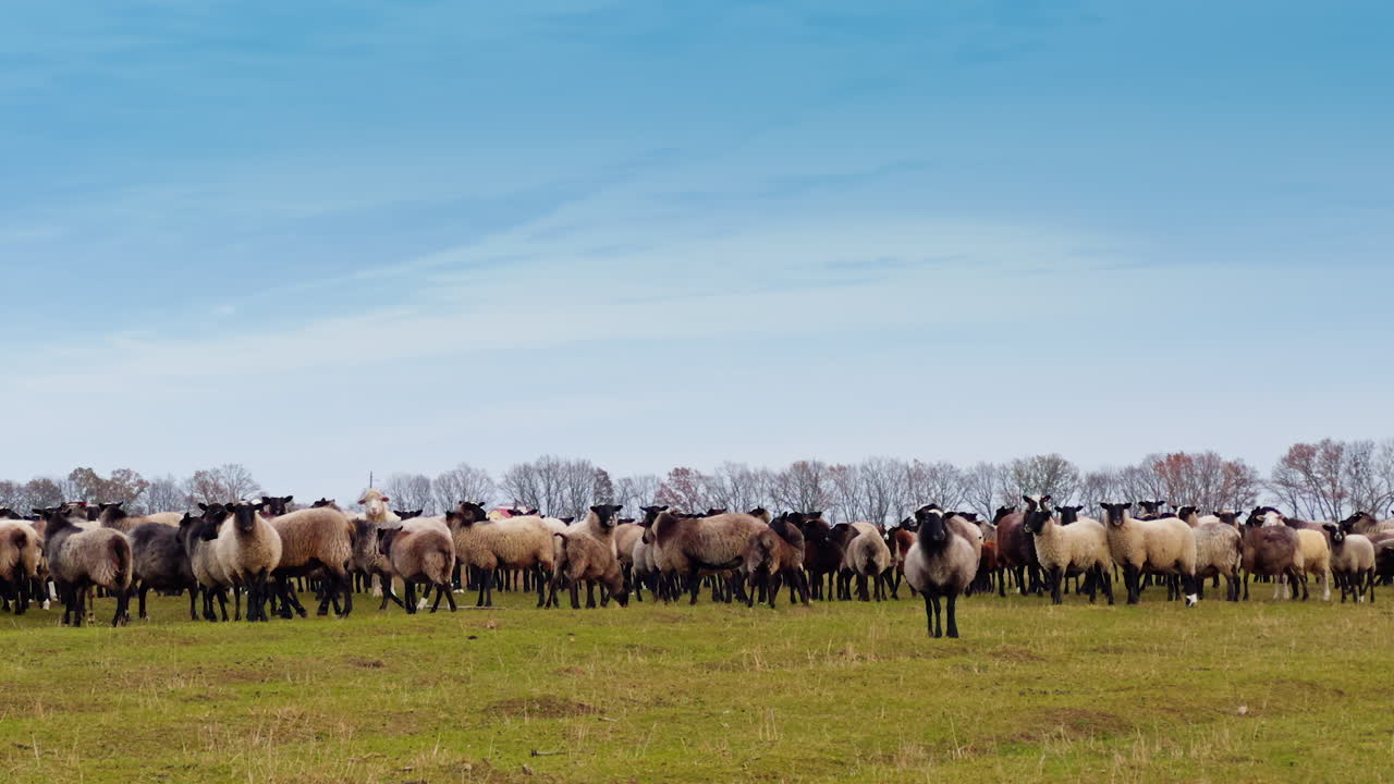 Sheep in the big flock turn away from camera and walk away. Pasturing the livestock in autumn.