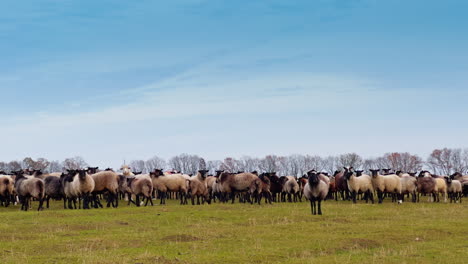 sheep in the big flock turn away from camera and walk away. pasturing the livestock in autumn.