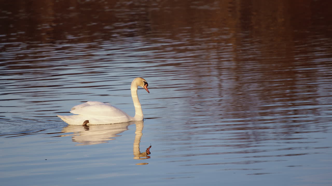 Artistic footage in slow motion showing swans courting and preening in spring.