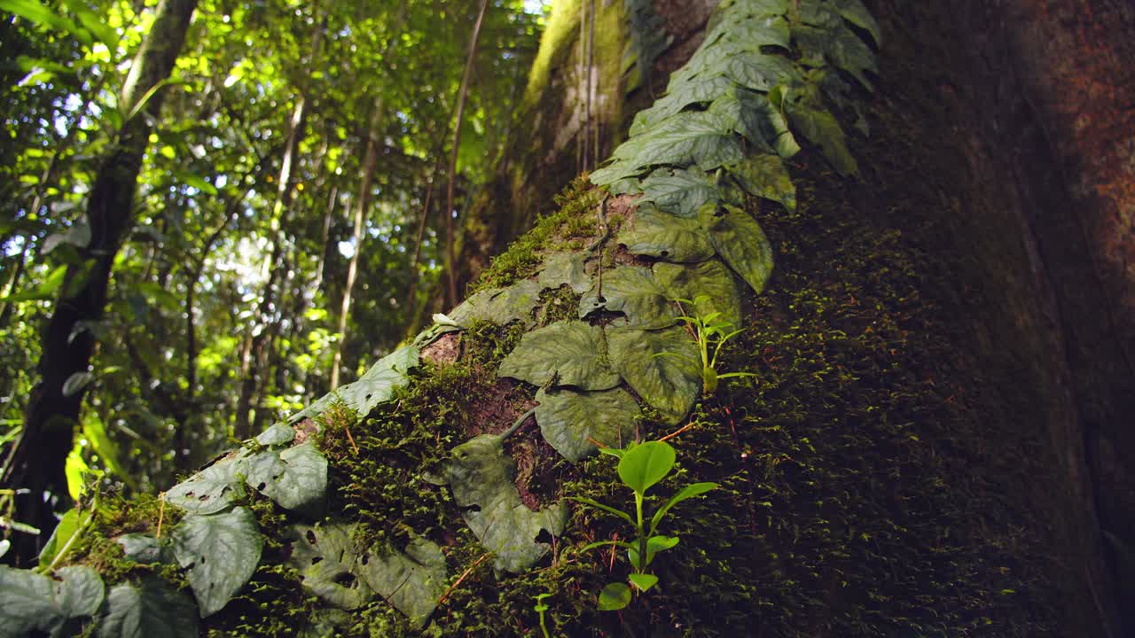 Moss and vines covered buttress roots sprawl from a towering Amazon tree deep in Peru’s tropical rainforest.