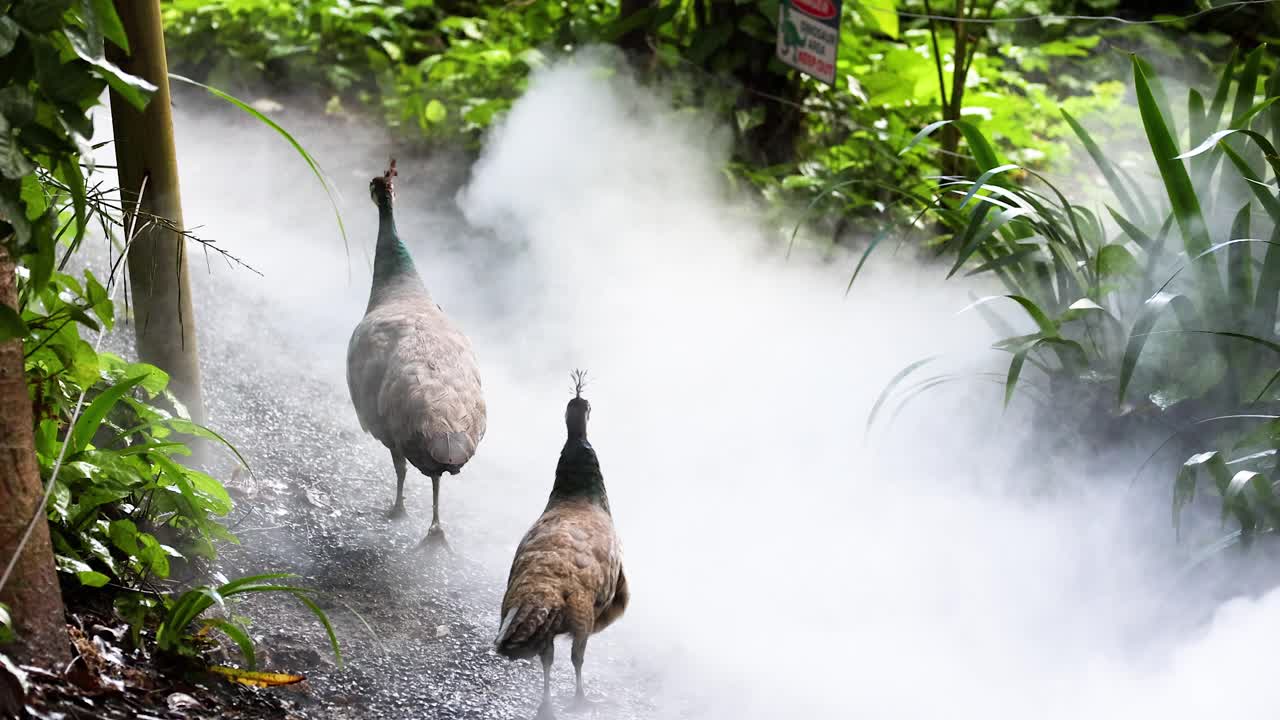 Two peacocks walk along a mist-covered path in a lush, green garden setting with soft, natural lighting