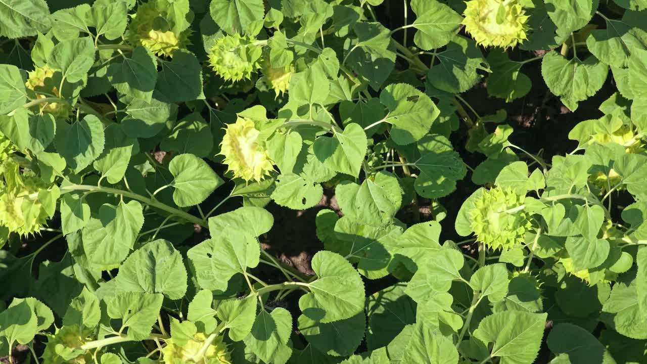 Aerial drone Sunflower field flower on a sunny Summer Day in Europe, farming sun flower, close-up, flower, agriculture, seeds, 4k, black seeds, sunflower, top down dji
