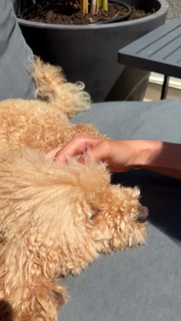 dog being petted on a patio