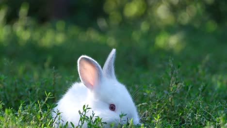 white rabbit in green grass
