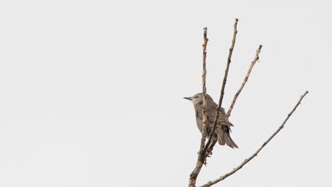 Young-Starling-bird-perched-on-branch-poops-then-flies-away,-white-sky