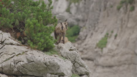 close up of group of chamois and cubs high up in the mountains