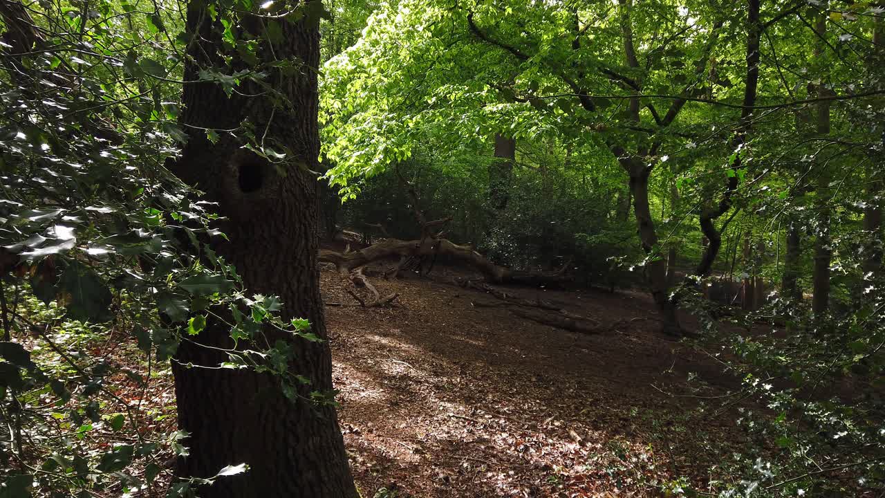 Sciame di moscerini nel bosco a Londra, Inghilterra.
