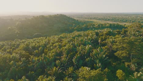 beautiful sunset in untouched tropical rain forest with beautiful green meadow