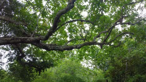 Flight-through-the-treetop-between-the-branches-in-the-forest,-greenery