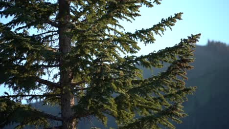 large tree in lush green forest