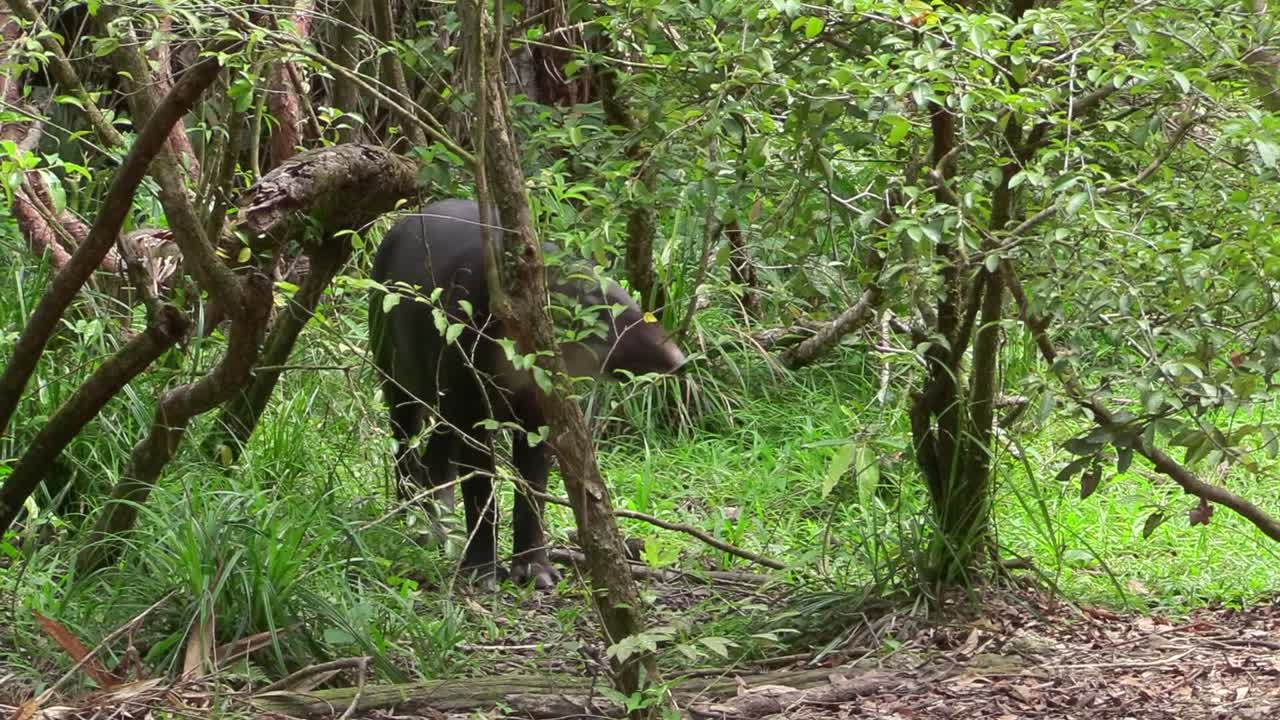 un tapir camina por una región boscosa