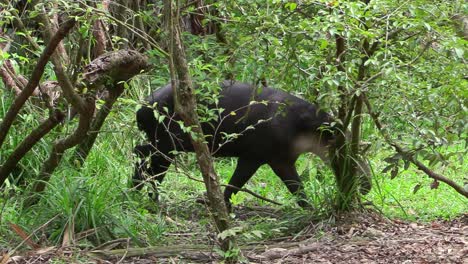 a tapir walks through a forested region