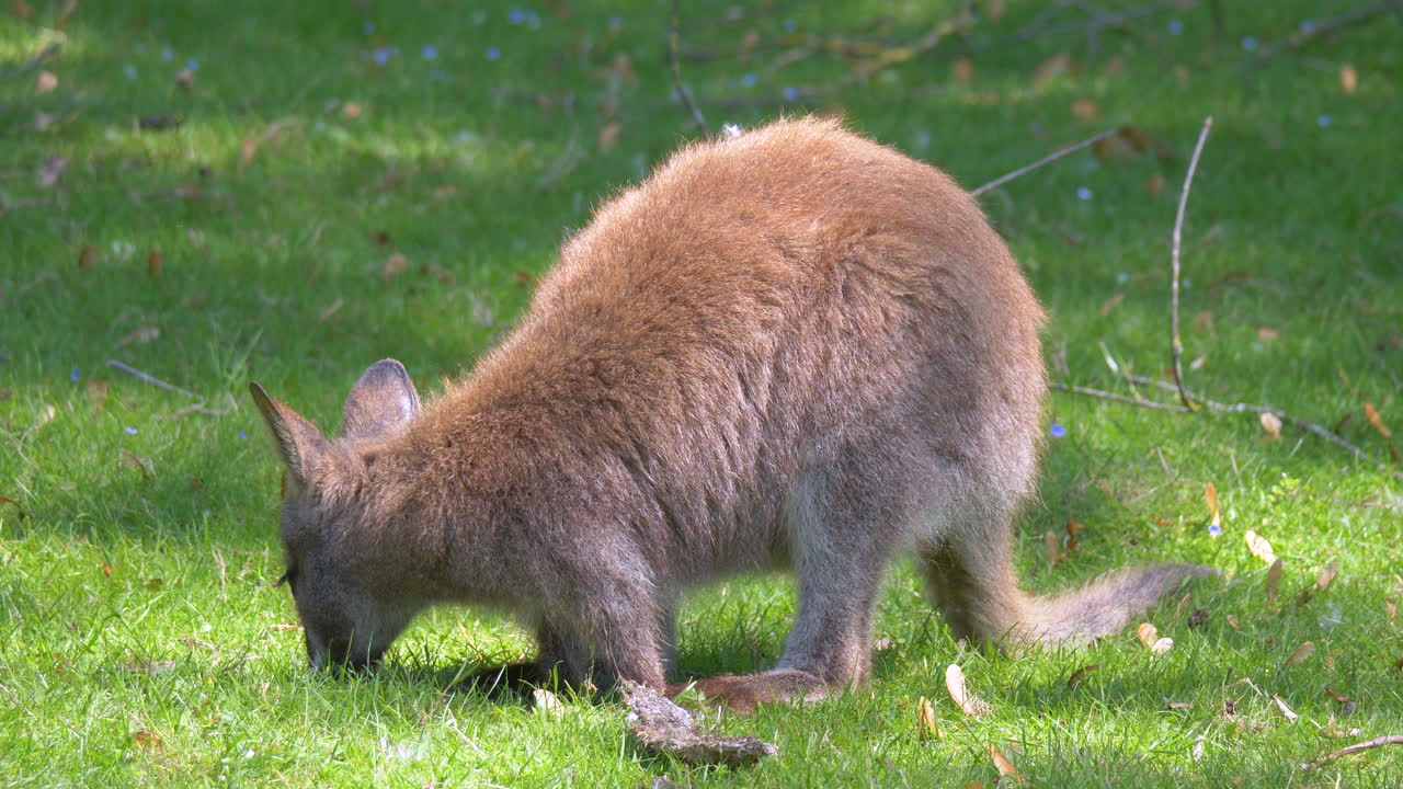 canguro australiano comiendo hierba de pradera durante el día soleado en la mañana, cerrar