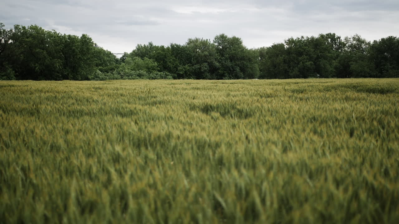 Landscape of a Kansas wheat field in the summer with distant trees and grey, overcast sky
