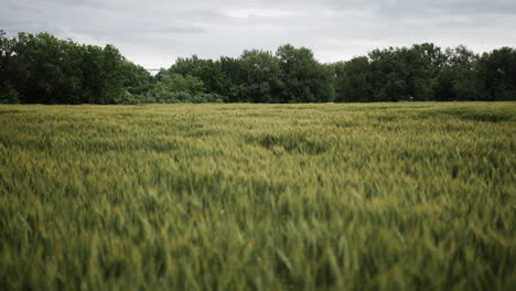 paisaje de un campo de trigo de kansas en el verano con árboles distantes y cielo gris y nublado