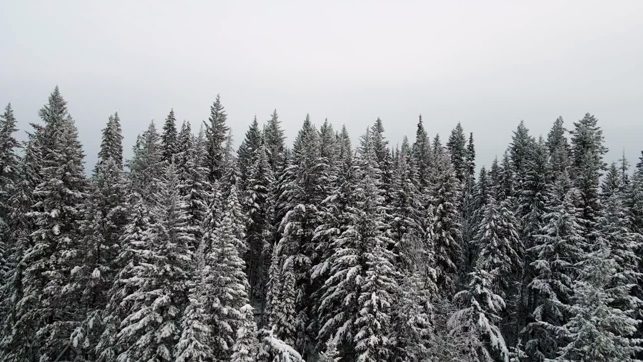 Snowy Fir Trees in British Columbia during Winter: Close-Up Shot with Zoom Crane Pullback