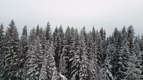 snowy fir trees in british columbia during winter: close-up shot with zoom crane pullback