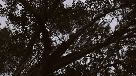 árbol oscuro y espeluznante que se mueve con el viento