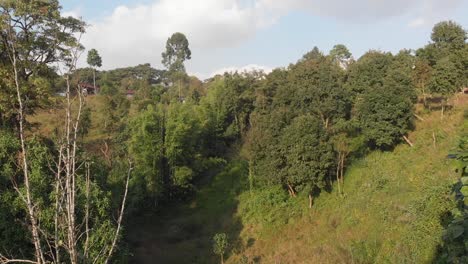 Drone-footage-of-a-green-forest