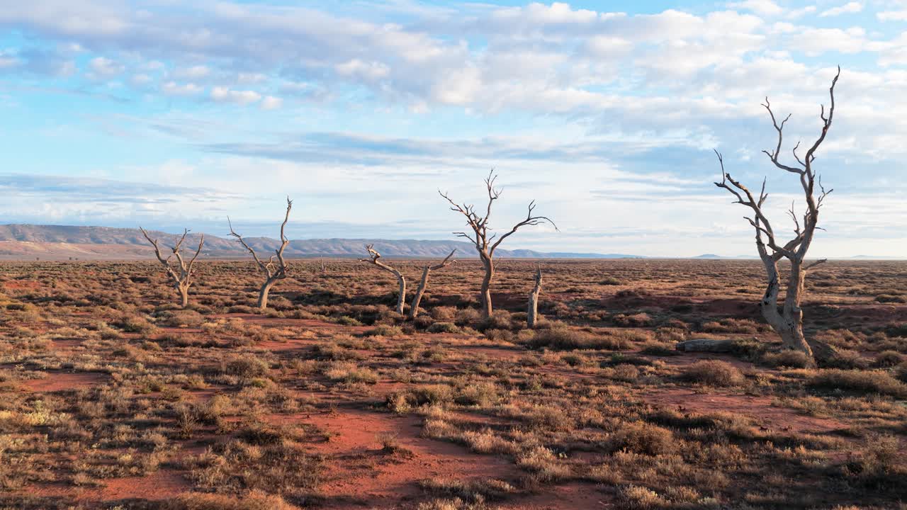 Low reverse drone shot pulling back from dead trees in arid outback near Flinders Ranges, South Australia