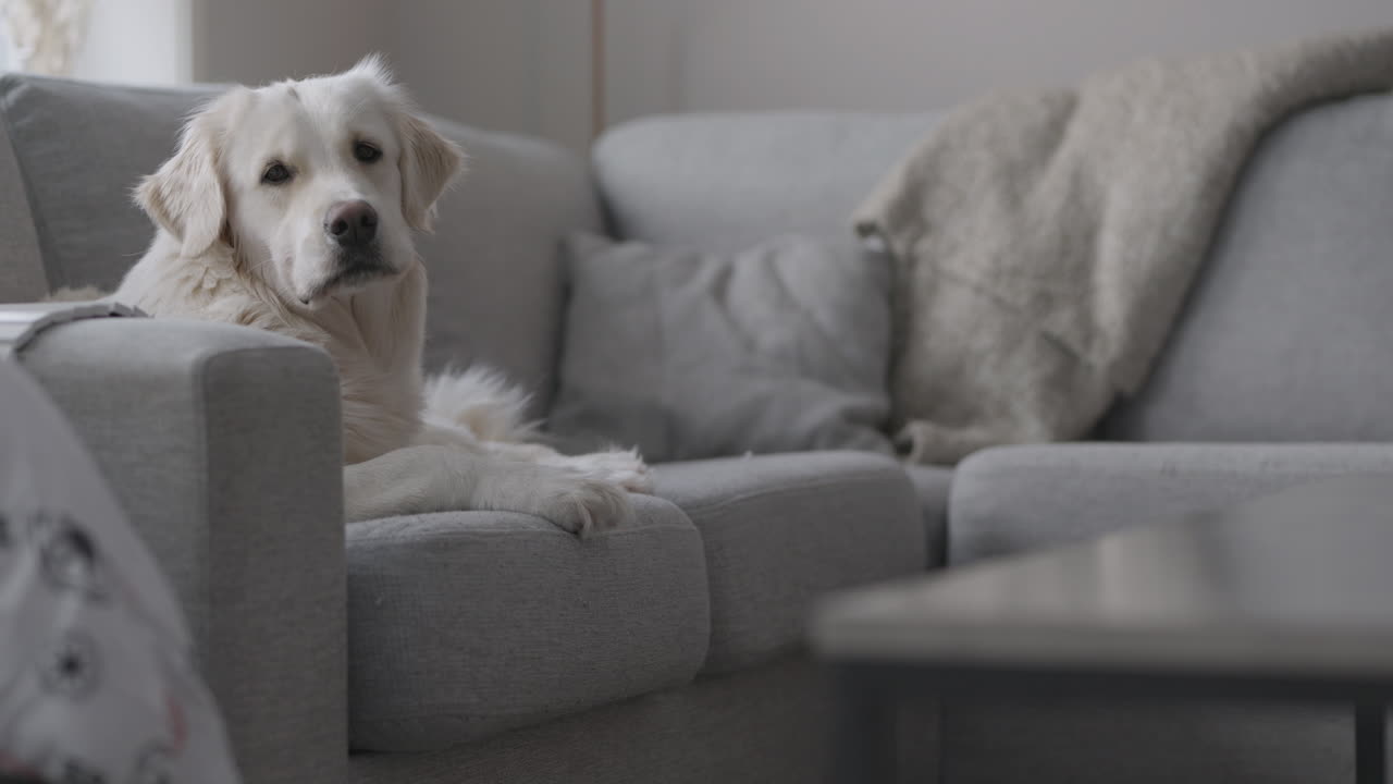 Golden Retriever sleeping in a sofa of a cozy home at daytime