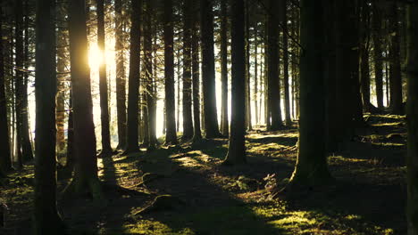 Ein-Wald-Mit-Einem-Sonnenuntergang