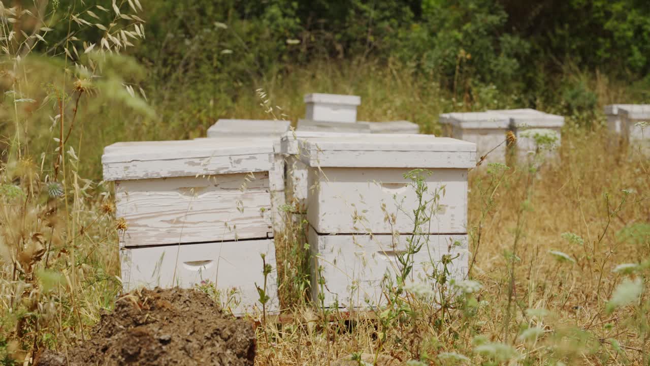 White hive boxes for bee colonies set in nature for honey and pollination use. Beekeeping and honey making tools and equipment with brood boxes sitting outdoors in field next to farm and fruit trees