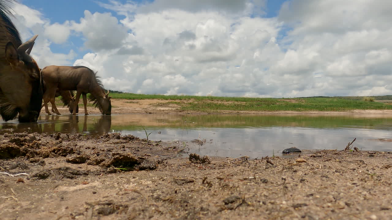 Wildebeest drinking at a serene waterhole, captured from a low-angle perspective