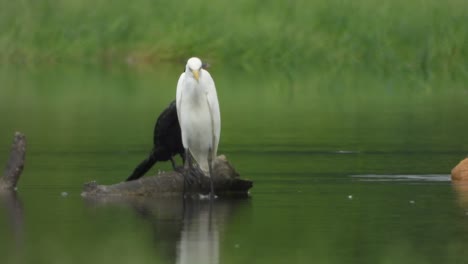 Heron-and-cormorant-in-pond-area-to-find-fish-