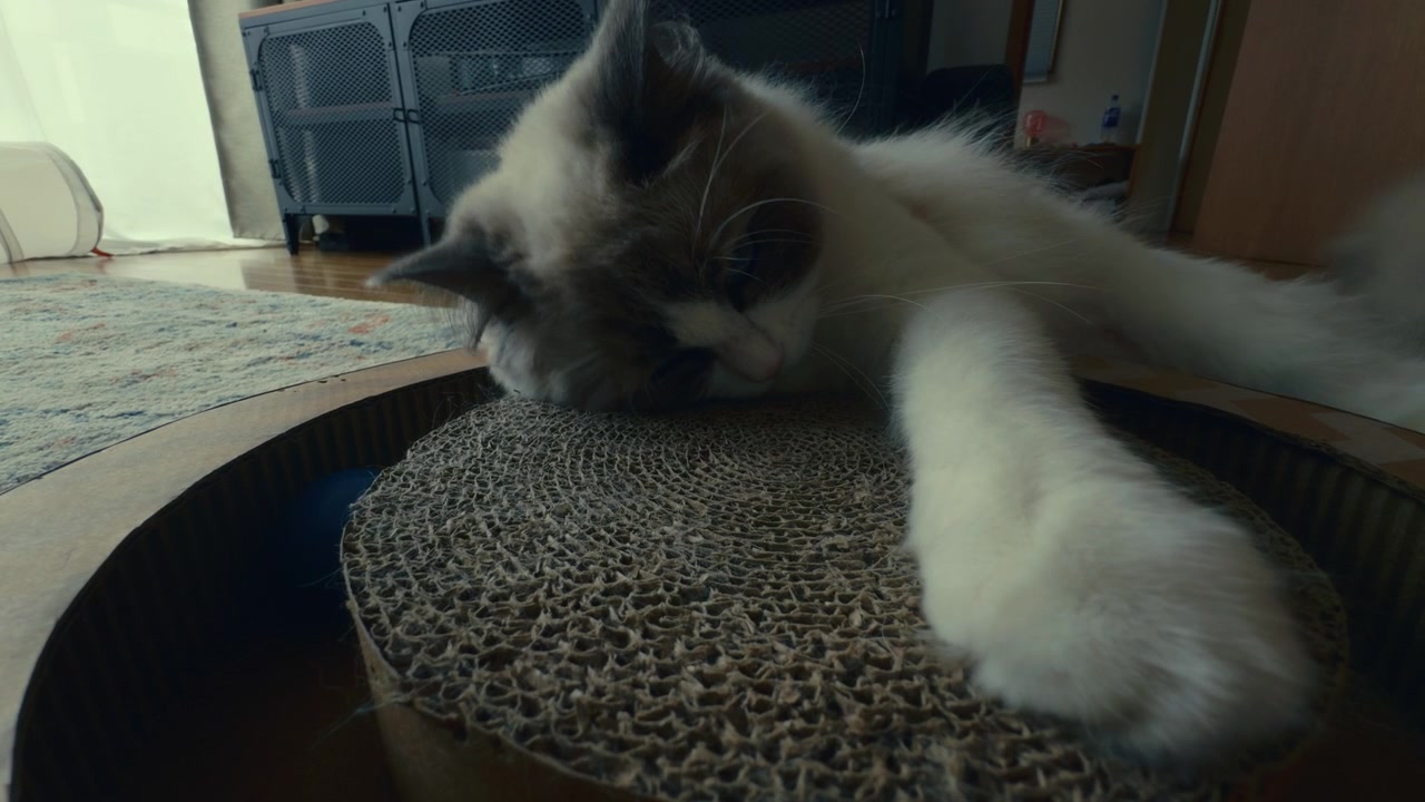 Morbido gatto domestico sdraiato comodamente sul pavimento vicino a una finestra illuminata dal sole