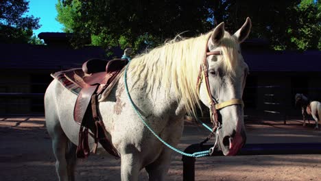 White-horse-with-saddle-tied-to-rail-in-ranch-corral,-Close-Up