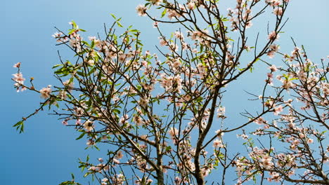 close up shot of apricot tree blossoms and young green leaves against blue sky