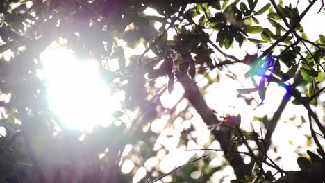 destello de luz a través de un roble mientras la cámara gira hacia la derecha