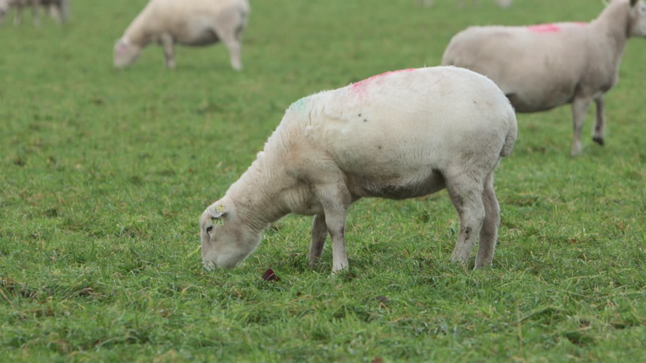 Pecore al pascolo in un campo nello Staffordshire, Inghilterra. Inverno