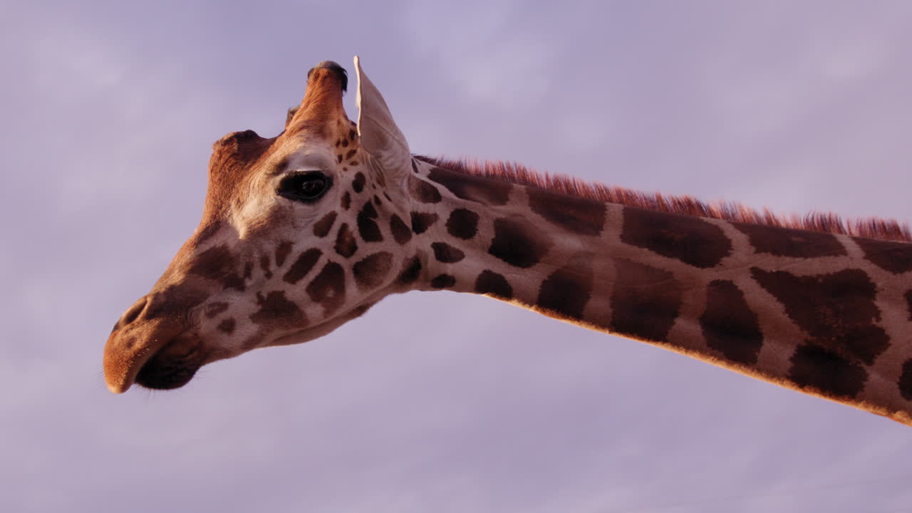 Girafa olha em volta ao pôr do sol – belas nuvens roxas e azuis atrás da cabeça isolada
