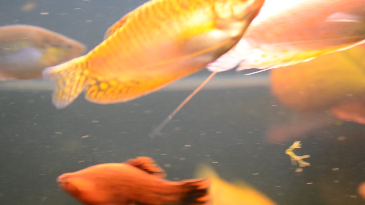Aquarian fishes