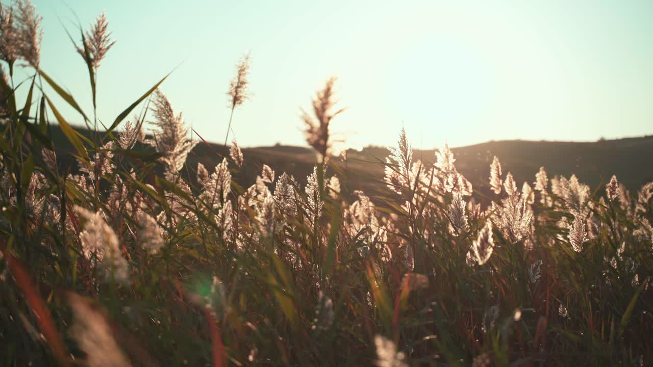 Walking in and through green spindly grass in flat meadow by small sloping hills towards bright white sun in sky, handheld pan right
