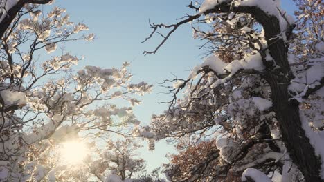 snow covered trees in winter