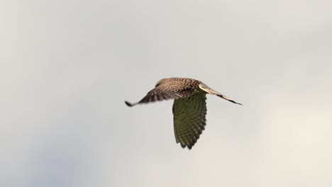 eurasian common buzzard in flight against sky during sunny day,close up track shot