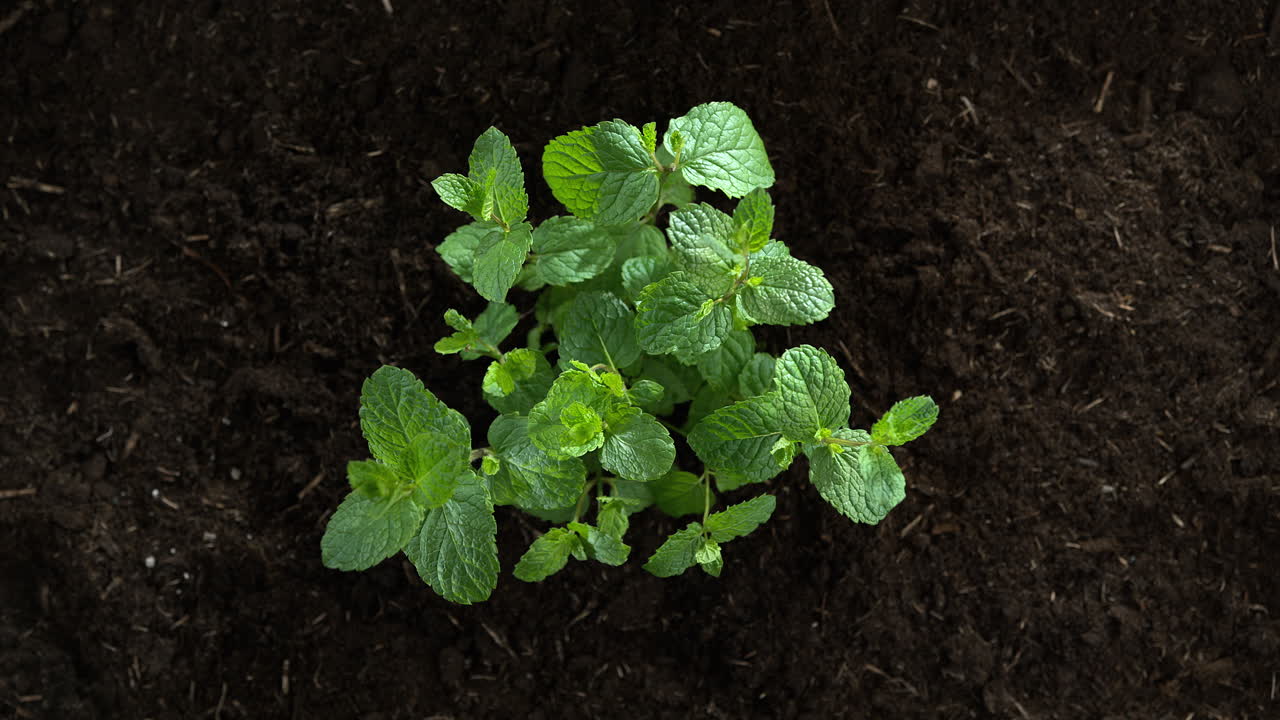 hierba de menta que crece en tierra fértil en cámara lenta - vista de arriba de las hojas verdes y exuberantes