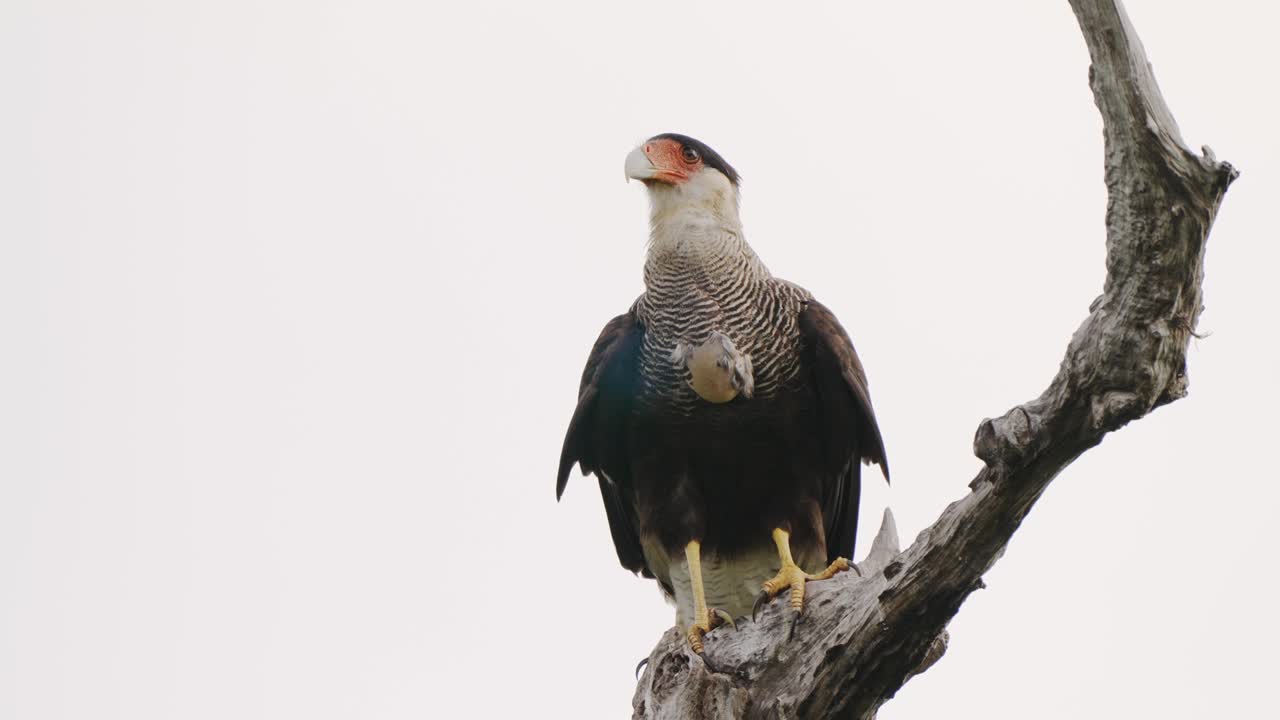 pájaro carroñero, caracara crestado, caracara plancus encaramado estacionario en la rama del árbol, digiere lentamente la comida durante el día en la región natural del pantanal, brasil, tiro de cerca de la vida silvestre