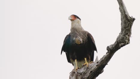 Pájaro-Carroñero,-Caracara-Crestado,-Caracara-Plancus-Encaramado-Estacionario-En-La-Rama-Del-árbol,-Digiere-Lentamente-La-Comida-Durante-El-Día-En-La-Región-Natural-Del-Pantanal,-Brasil,-Tiro-De-Cerca-De-La-Vida-Silvestre