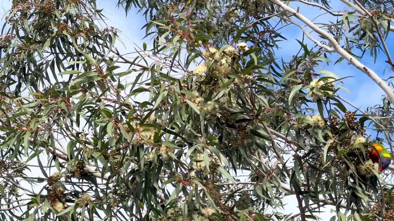 Un colorido lorito arcoíris se alimenta de flores de eucalipto en un árbol de eucalipto en flor en Dubbo