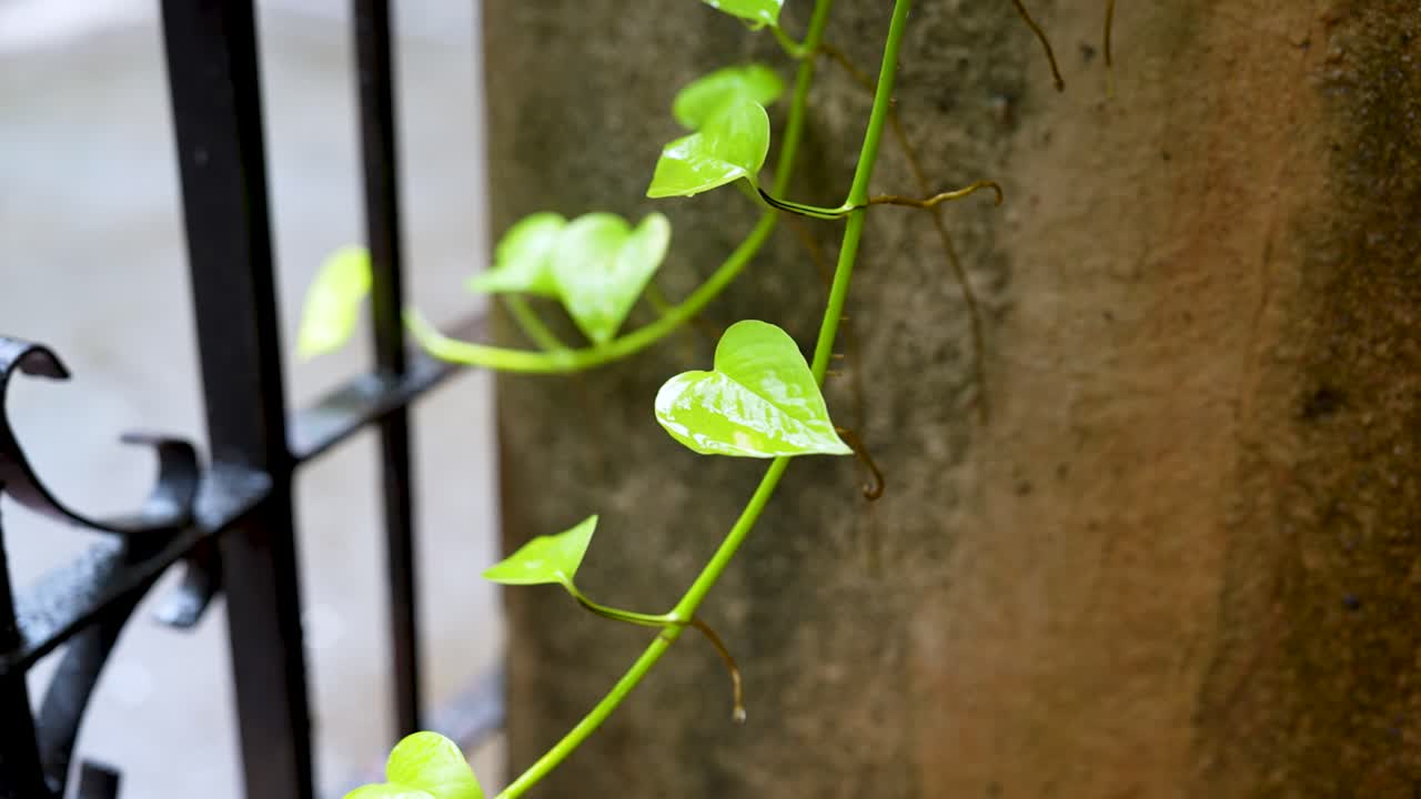Heart-shaped leaf of a Pothos plant, money plant, captured in close-up